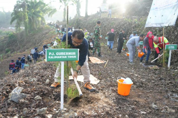 Terancam Jadi Kebun Sawit Ilegal, Gunung Embun Ditanami Pinus