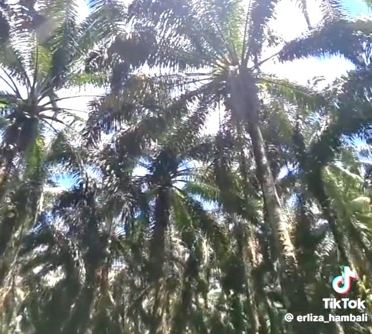 Sawit Perusahaan ini Sudah Tua, Tapi Hasilnya Masih 