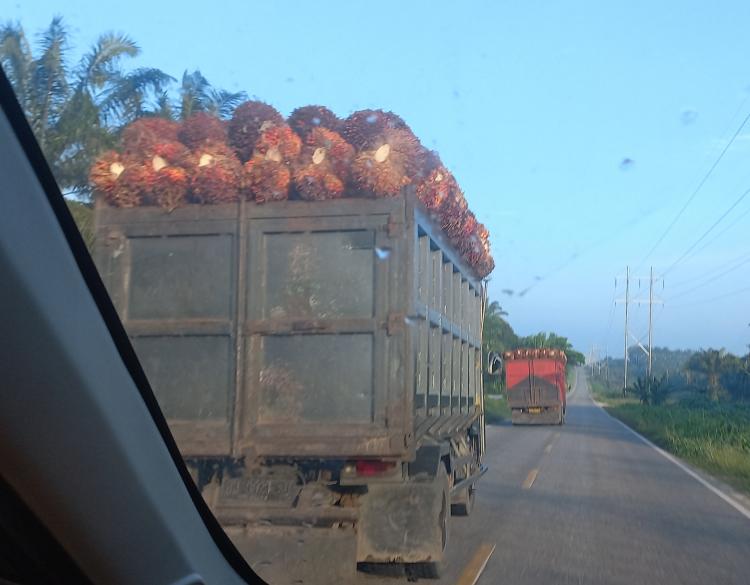 Sepanjang 2023, Harga TBS Turun 13,4 Persen 