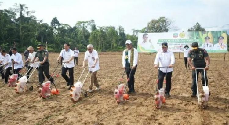Pulang Kampung, Mentan Amran Sulaiman Tanam Jagung