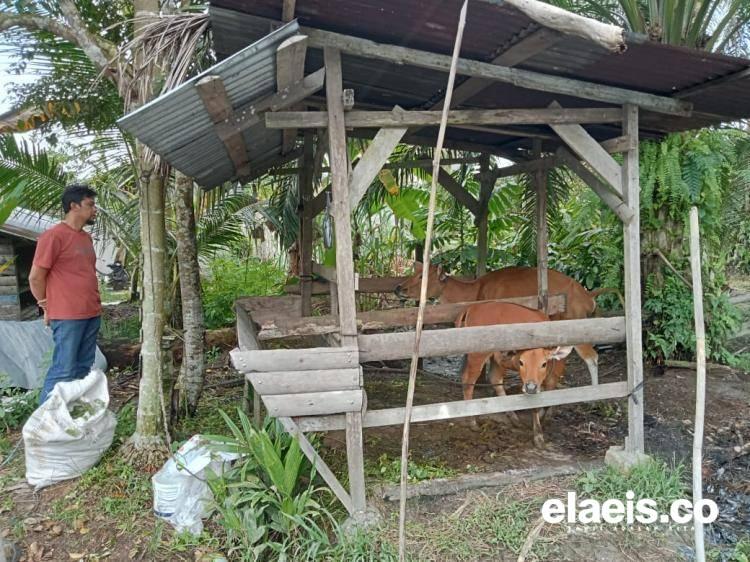 Integrasi Sawit-Sapi Mulai 