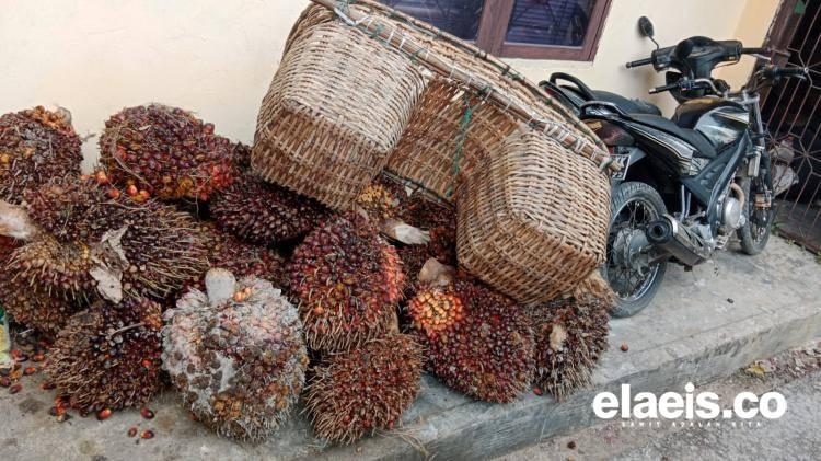 Anjlok Lagi, Harga Sawit di Kalbar Rp2.311,98/Kg