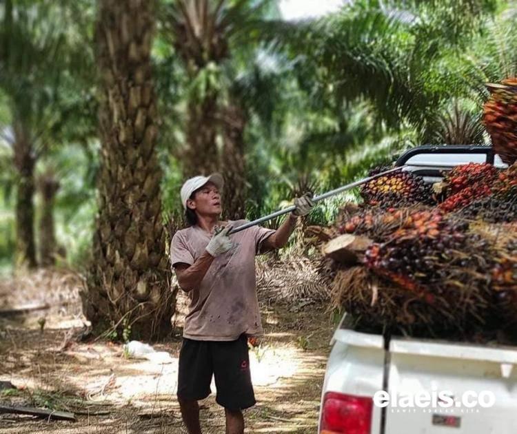 Realisasi ISPO Rendah, Petani Bilang Gini
