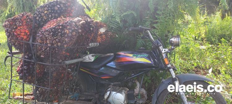 Sumbar Paling Tinggi, Ini Daftar Harga Sawit di 22 Provinsi Penghasil Sawit