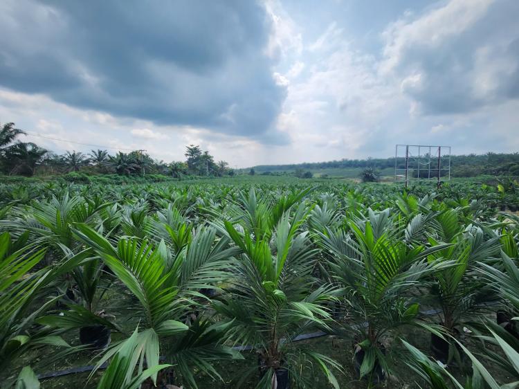 104 Ribu Batang Bibit Sawit Bersertifikasi Siap Diedarkan, Segini Harganya