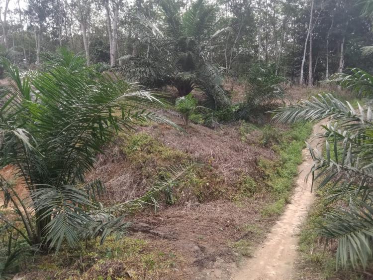 Catatan Apkasindo Kalbar: 1.130 Hektar Kebun Sawit di Dua Kabupaten Masuk Kawasan Hutan