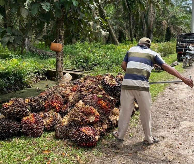 Petani di Sumut Sumringah, Harga Sawit Naik Jadi Rp2.699,80/Kg