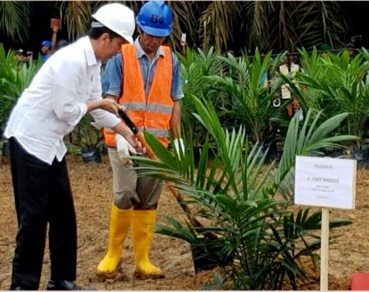 Realisasi PSR Terluas di Indonesia, Sumsel Terus Kebut Peremajaan Sawit Rakyat