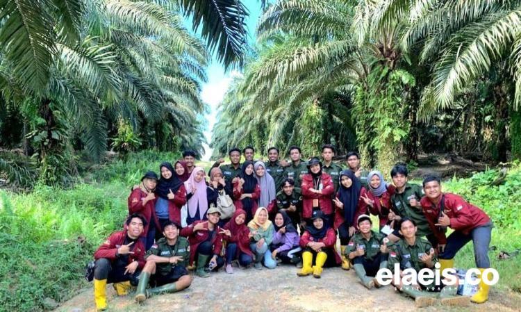 Efek Sawit, Gemoy... 