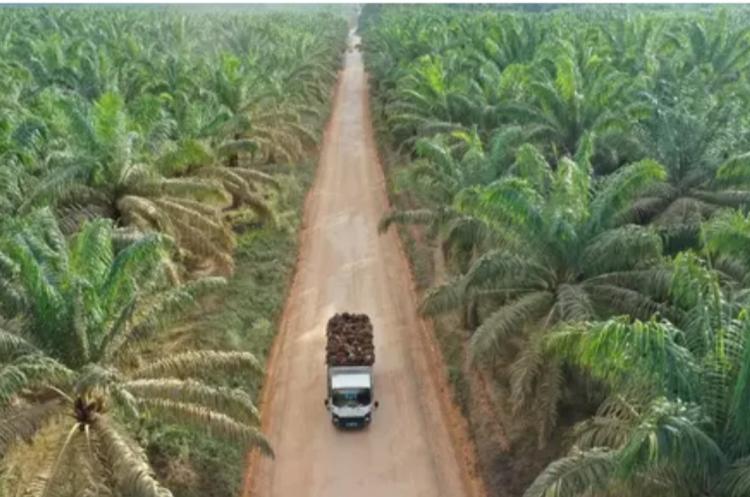 Produksi CPO Perusahaan ini Naik 3,5%, Berikut Faktor Pendorongnya