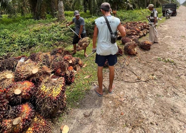 Waw, Harga Sawit di Kalbar Naik Lagi