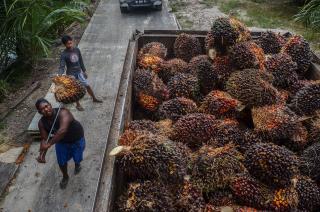 Harga Sawit Stabil, NTP Riau Desember 2023 Naik 1,27 Persen