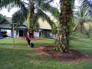 Ada 5 Ciri Sawit yang Mengalami Defisiensi Hara, Simak Cara Mengatasinya