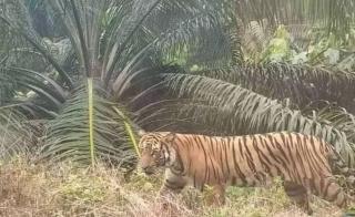Ngeri! Harimau Nongol di Kebun Sawit Warga Inhu