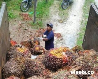 Bursa CPO Belum Berpengaruh Bagi Petani Sawit