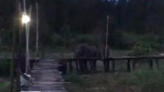 Tim Gabungan Giring Gajah Liar Jauhi Simpang Tiga Sakti