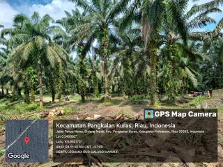 Besok, 362 Hektar Kebun Petani di Pelalawan akan Dilakukan Penanaman Perdana