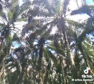 Sawit Perusahaan ini Sudah Tua, Tapi Hasilnya Masih 