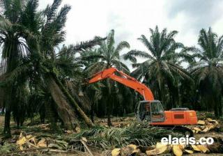 Program Replanting Sawit Makin Mentereng di Riau, Ini Buktinya