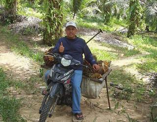 Kebutuhan Pabrik yang Tinggi Bikin Harga Sawit Swadaya di Kukar Nanjak