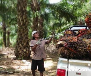 Realisasi ISPO Rendah, Petani Bilang Gini