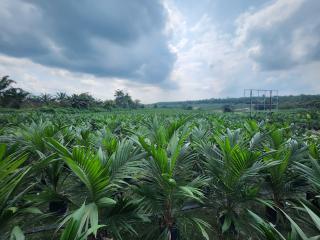 104 Ribu Batang Bibit Sawit Bersertifikasi Siap Diedarkan, Segini Harganya