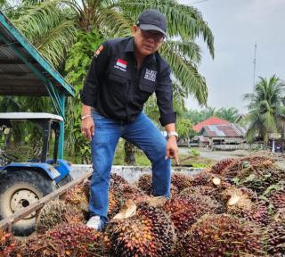 Meroket Lagi, Harga Sawit di Sumbar Sentuh Rp2.596,14/Kg