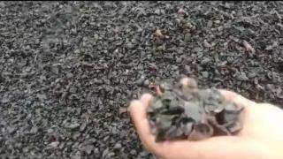 Penghitungan Cangkang di Kalbar Masih Tarik Ulur