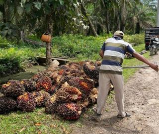 Petani di Sumut Sumringah, Harga Sawit Naik Jadi Rp2.699,80/Kg