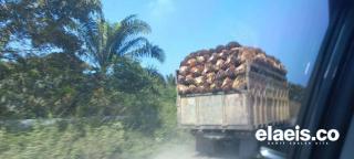 Harga CPO Diprediksi Masih Stagnan, DJBC Riau Pesimis Target 2024 Tercapai
