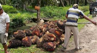 Jelang Imlek, Harga Petani Swadaya di Sumsel Hampir Setara Penetapan