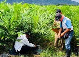 Bagikan Bibit, Pemkab Buton Mulai Kembangkan Budidaya Sawit
