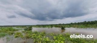 Baru Tiga Bulan Diremajakan, 40 Hektar Kebun Sawit di Kampar Terendam Banjir