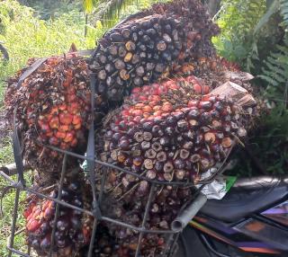 Harga Jual CPO Dua Perusahaan Jadi Penentu Harga TBS Sawit Mitra Swadaya di Riau