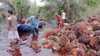 Tiga Bulan Kebun Terendam Banjir, Pendapatan Petani Koppsa-M Jeblok