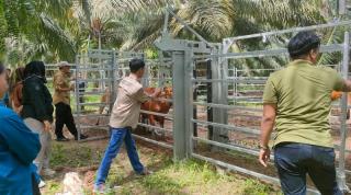 Kandang Jepit Portabel Digunakan untuk Mudahkan Pemeriksaan Sapi SISKA