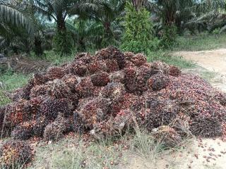 Tumpukan Sawit Busuk Berserak di Desa Sungai Besar, ini yang Terjadi