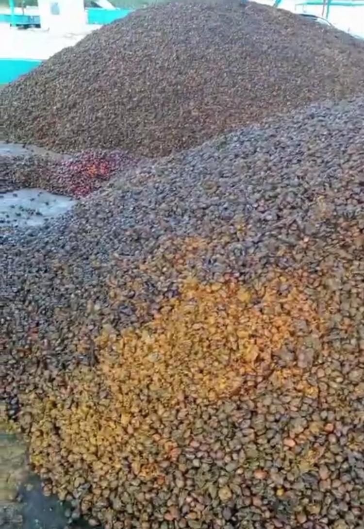 Lebih Mahal, Peron di Rohul Makin Getol Bisnis Brondolan Sawit