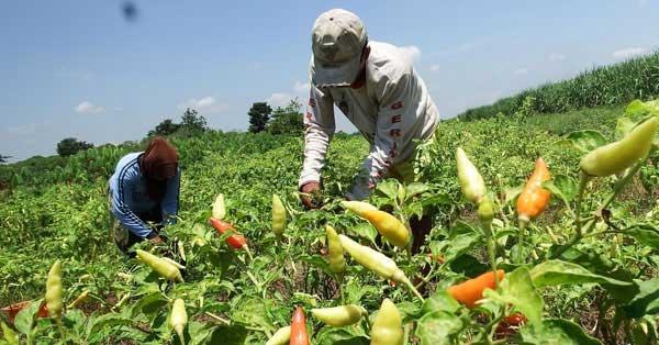 NTP Riau Januari 2024 Naik Tipis, Kalah Jauh Dibanding Lampung