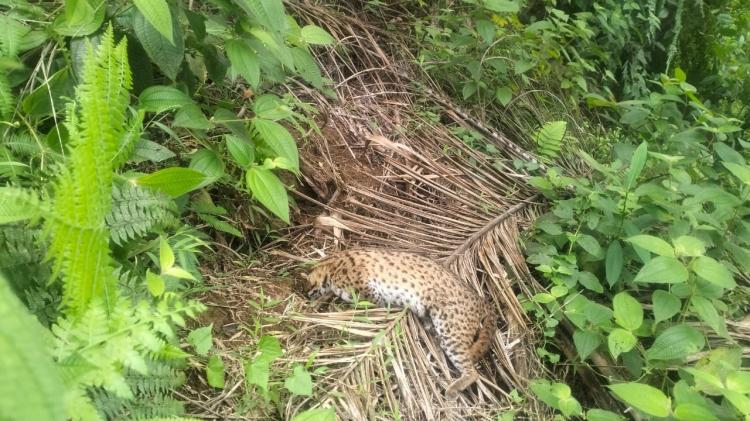 Kebun Sawit di Bengkulu Ancam Keberadaan Satwa Dilindungi