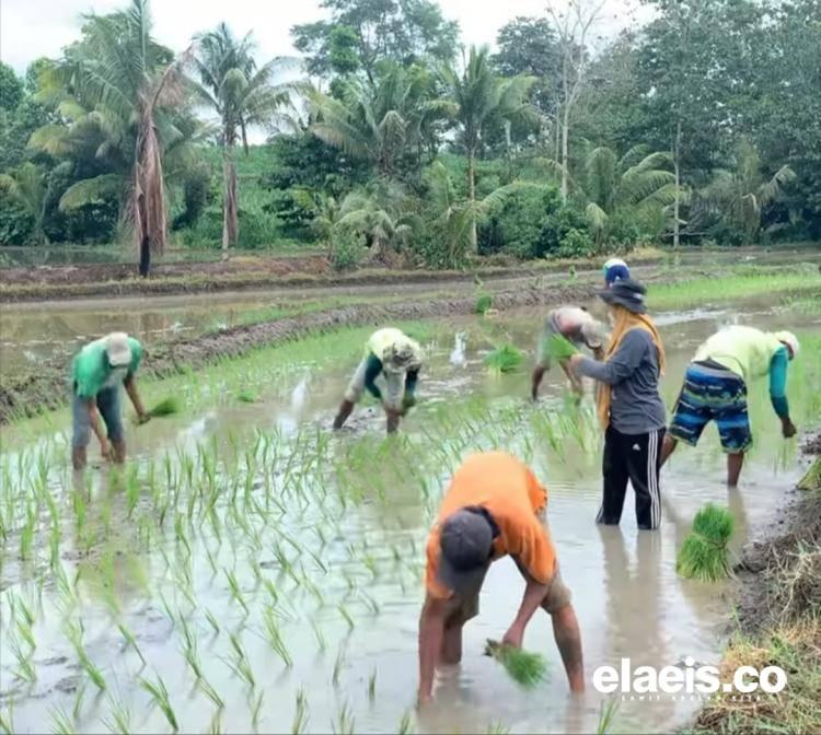 Benarkah Menanam Padi Lebih Untung Dibandingkan Kelapa Sawit, Ini Hitungannya