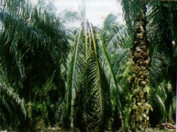 Serangan Ganoderma Mencapai 8.794 Ha, Begini Langkah Pengendalian oleh Disbun Sulbar