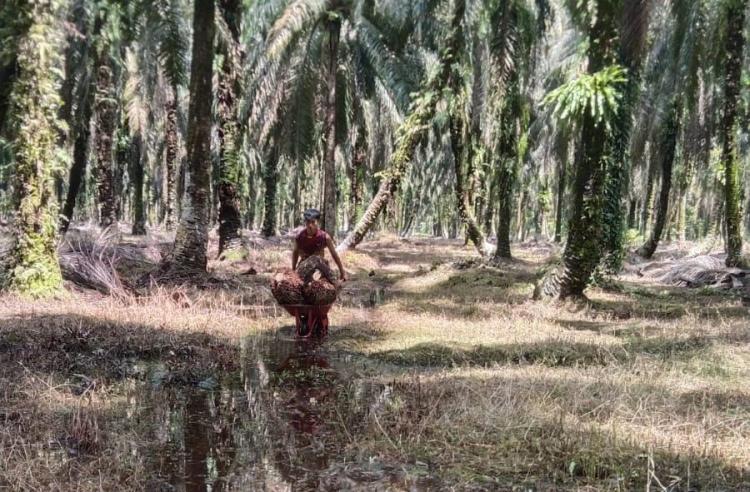 Dekat dengan PKS dan PBS, Harga TBS di Desa ini Beda Jauh dari Penetapan Disbun