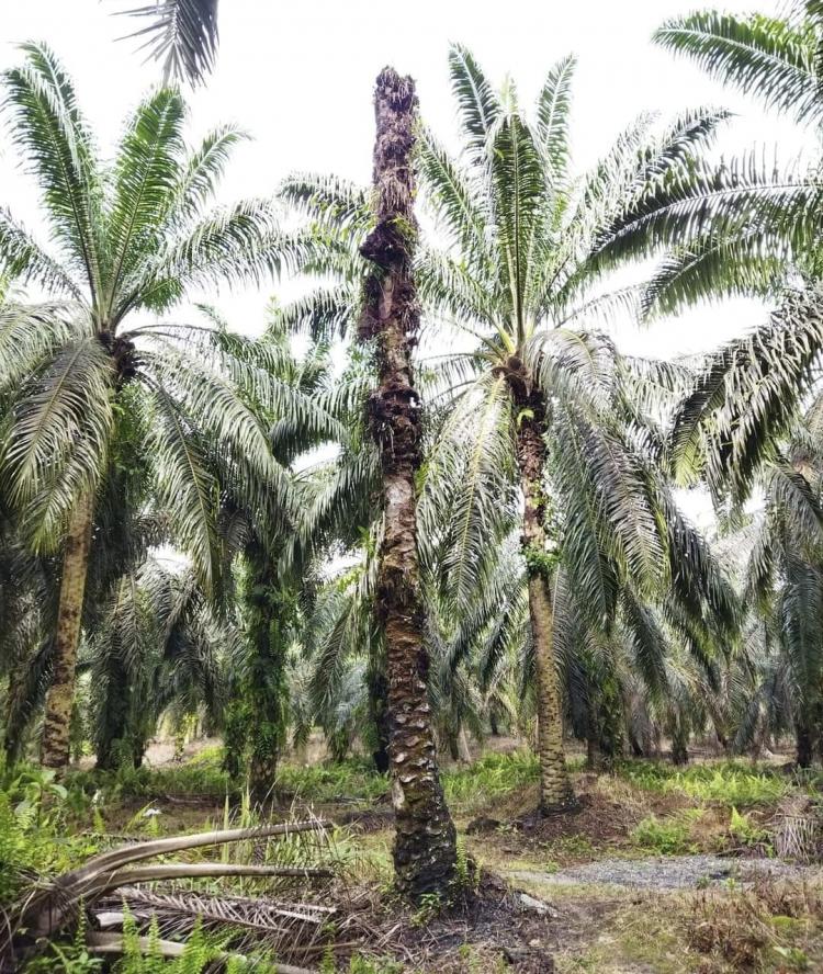 Kebun Sawit Berusia 25 Tahun di Bengkulu Tak Bisa Ikut Program PSR, Kok Bisa!