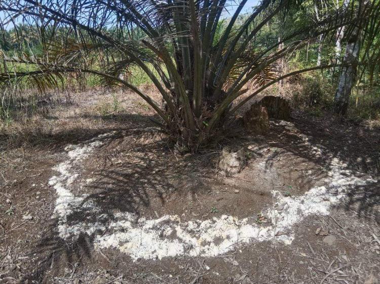 Hasil Panen Sawit Tidak Sesuai Harapan, Ini Solusinya!