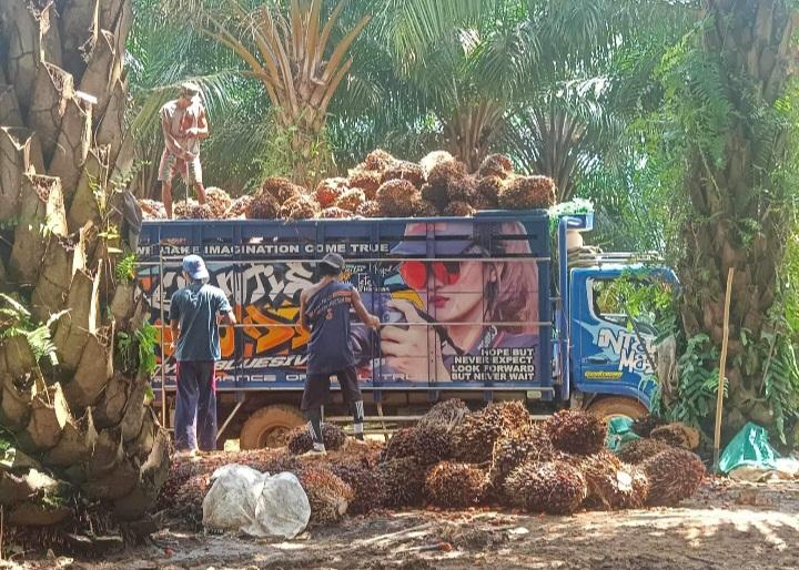 Alamak, Merosot Harga TBS Mitra Plasma Sumut Periode 7-13 Februari 2024