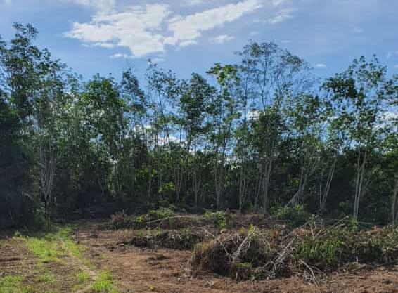 Kebun Sawit Lebih Potensial, Warga Pilih Tumbang Karet