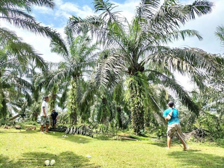 Program Kemitraan Perkebunan Kelapa Sawit di Bengkulu Membawa Banyak Kebaikan
