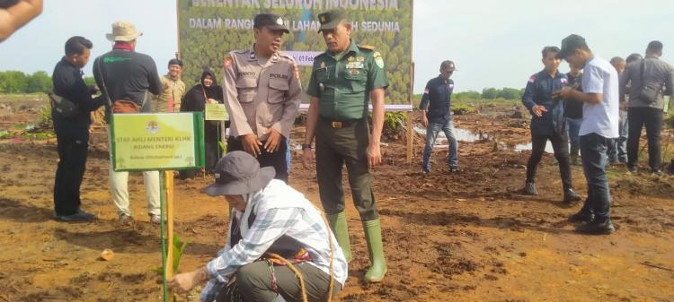 Sawit Dibabat, Lahan Gambut di HP Seruway Ditanami Mangrove