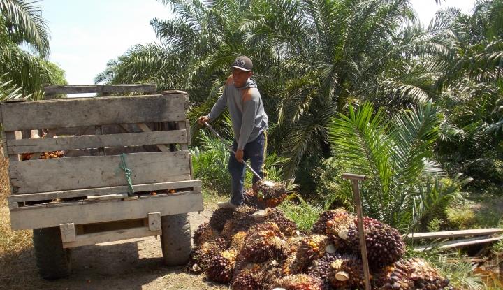 Harga Sawit Sumbar Turun Jadi Rp2.706,93/kg